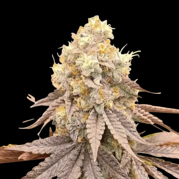 Cannabis der Sorte Gelato x Orange Cake