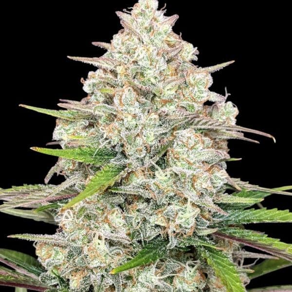 Cannabis der Sorte Auto Skywalker OG Gelato