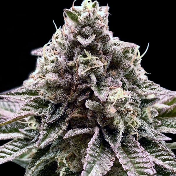 Cannabis der Sorte Cookies and Cream Fast