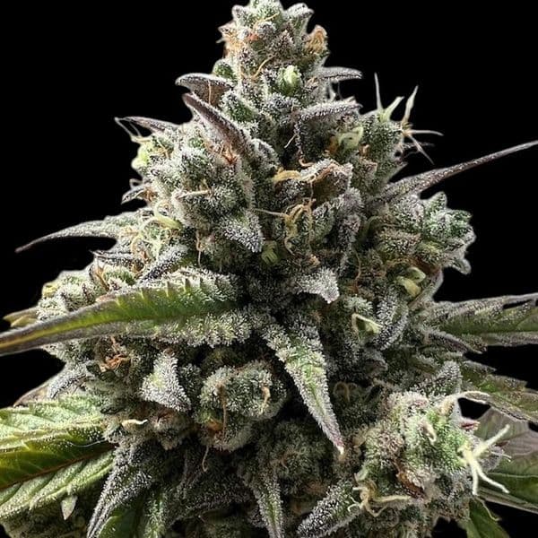 Cannabis der Sorte San Fernando Valley OG