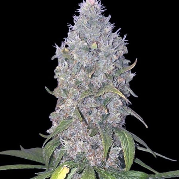 Cannabis der Sorte Lemon Muffin Fast