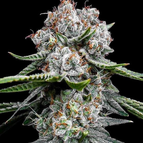 Cannabis der Sorte Miracle Alien Cookies (MAC)