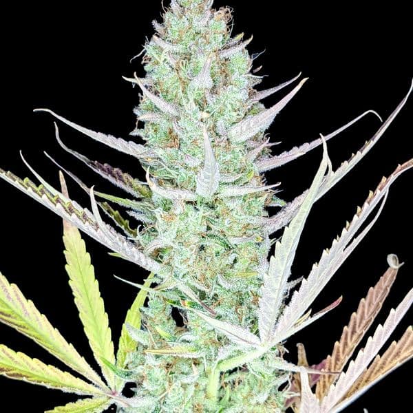 Cannabis der Sorte Auto HulkBanner