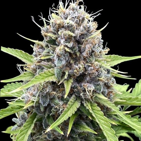 Cannabis der Sorte Auto Gorilla Cookies