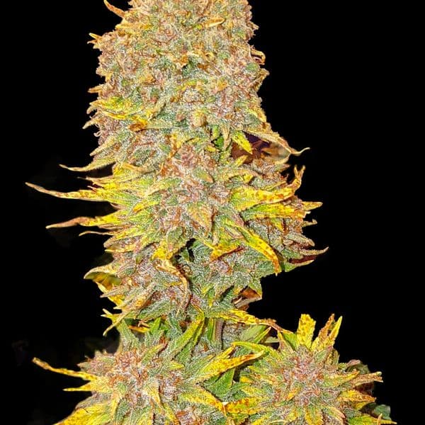 Cannabis der Sorte Auto Purple Cookies XL
