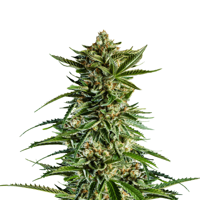 Cannabis der Sorte 7th Wave