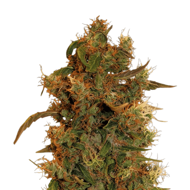 Cannabis der Sorte 8 Ball Kush