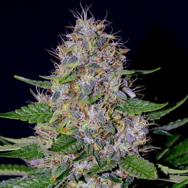 Cannabis der Sorte Apple Crumble