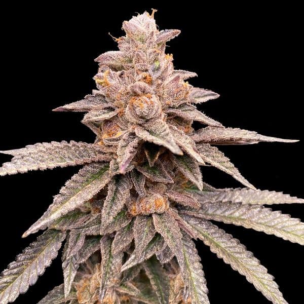 Cannabis der Sorte Banana Latte