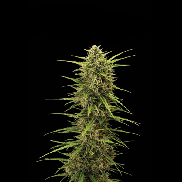 Cannabis der Sorte Black Rainbow Auto