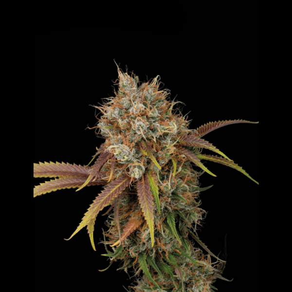 Cannabis der Sorte Black Rainbow Fem