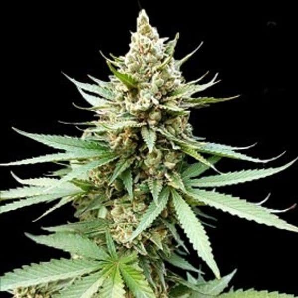 Cannabis der Sorte Blue OG