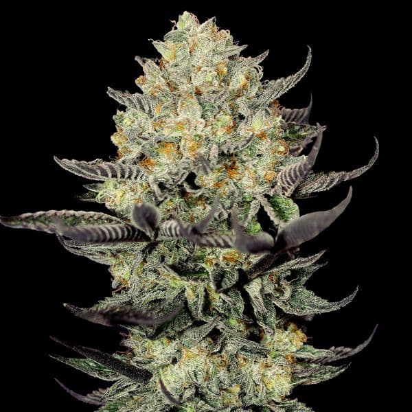 Cannabis der Sorte Face Mask