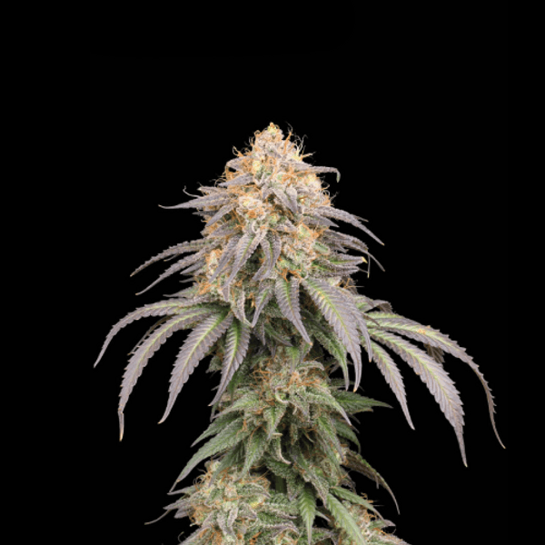 Cannabis der Sorte Mandarin Panties Auto