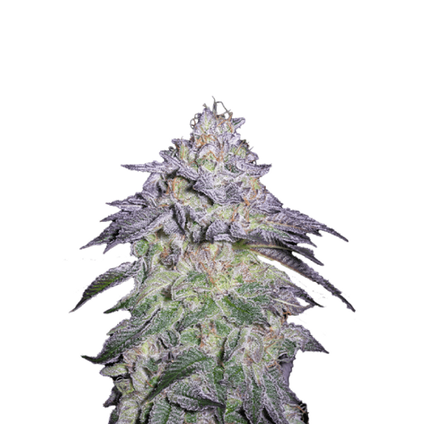 Cannabis der Sorte Nori Cake