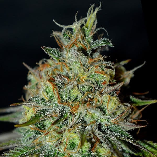 Cannabis der Sorte Picante