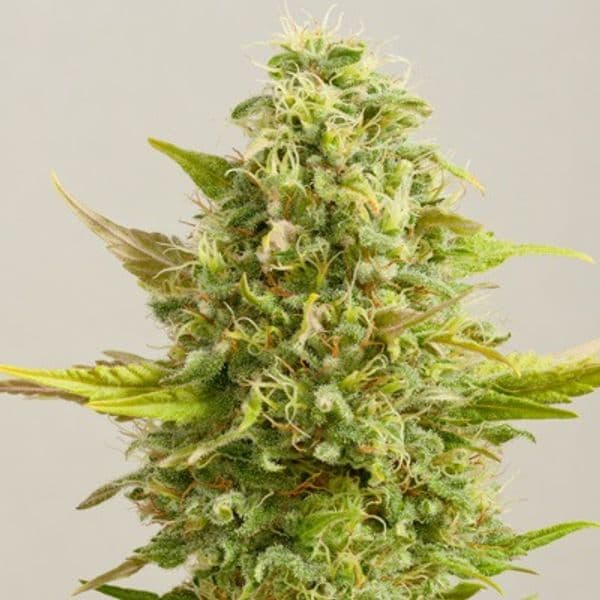 Cannabis der Sorte Royal Kush