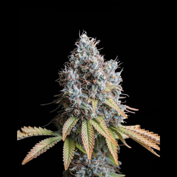 Cannabis der Sorte Rucu Cucu OG