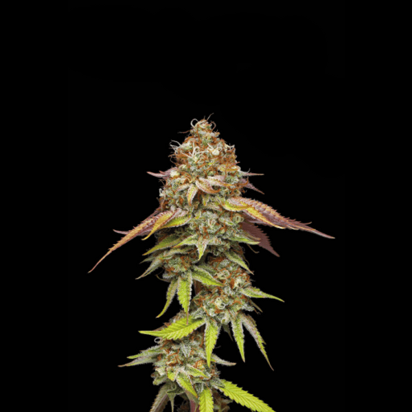 Cannabis der Sorte Terp & Tonic Fem