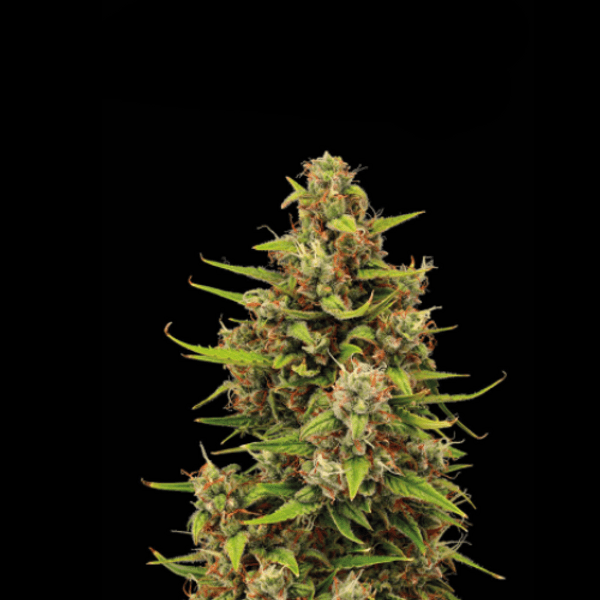 Cannabis der Sorte Tropical Zmoothie Auto