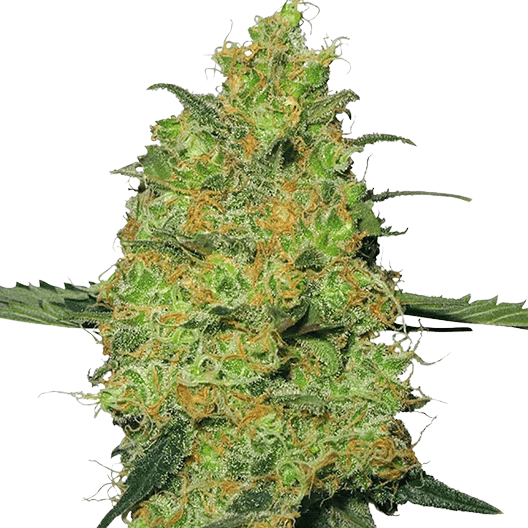 Cannabis der Sorte Abusive OG