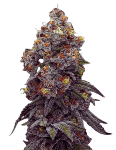 Cannabis der Sorte Acai Berry