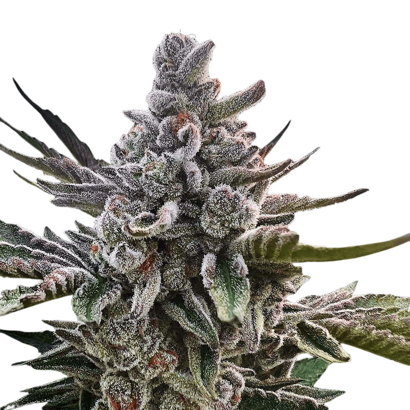 Cannabis der Sorte Acai Jelly