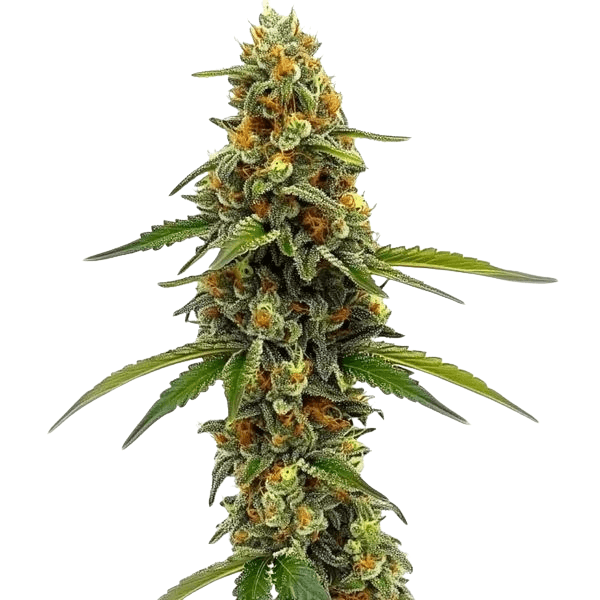 Cannabis der Sorte ACDC