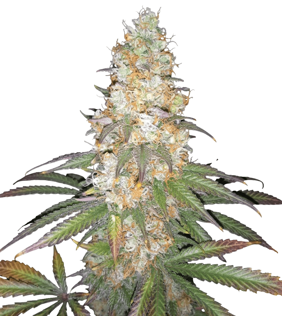 Cannabis der Sorte Afghan Fast