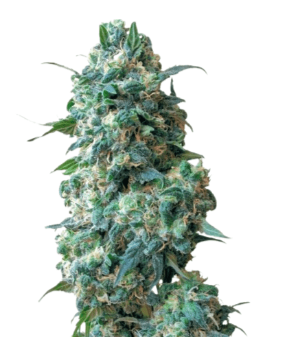 Cannabis der Sorte Afghan Kush
