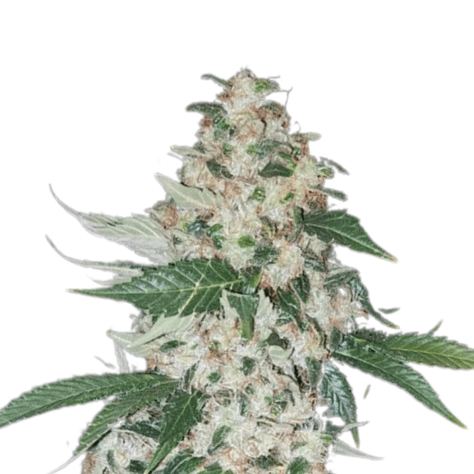 Cannabis der Sorte Afghani