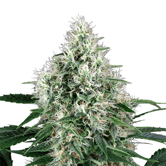 Cannabis der Sorte Afghani Bullrider