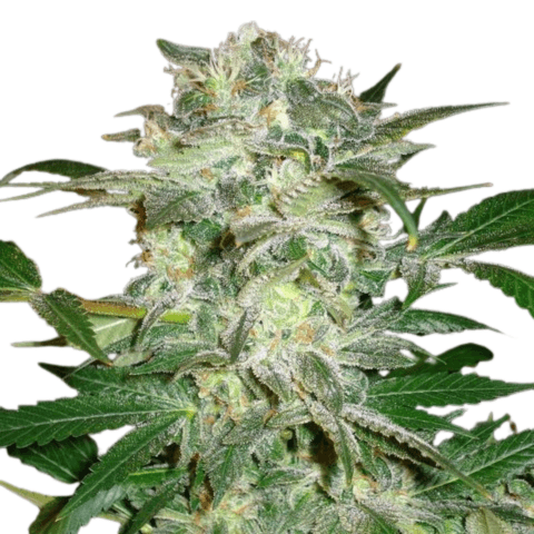Cannabis der Sorte Afghan Skunk