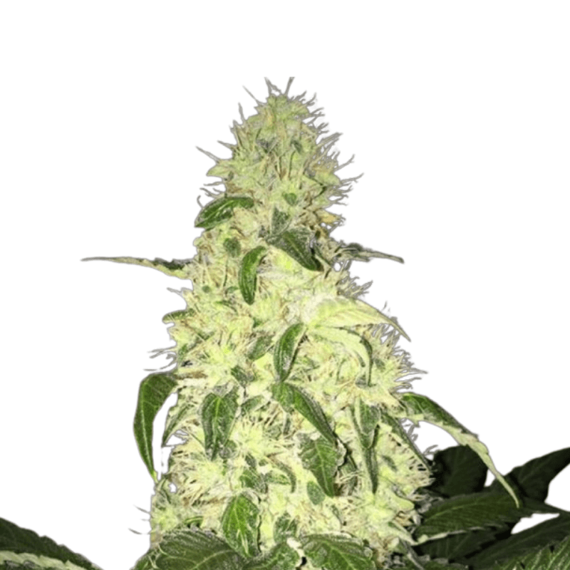 Cannabis der Sorte Afghaniberry