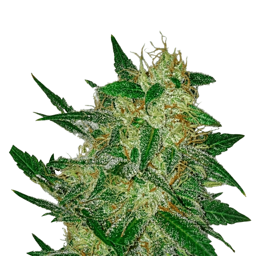 Cannabis der Sorte Afina