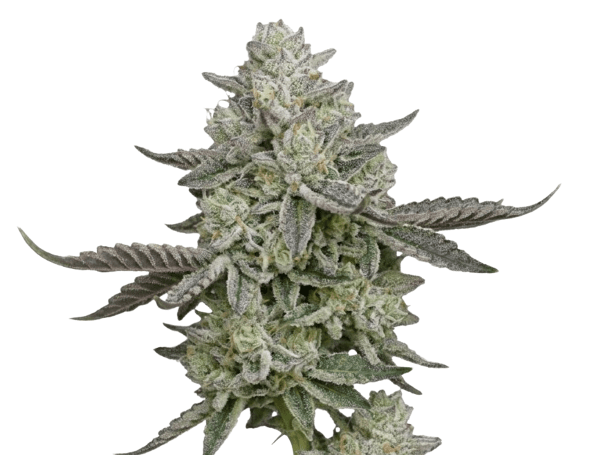 Cannabis der Sorte Afterlight Premiere