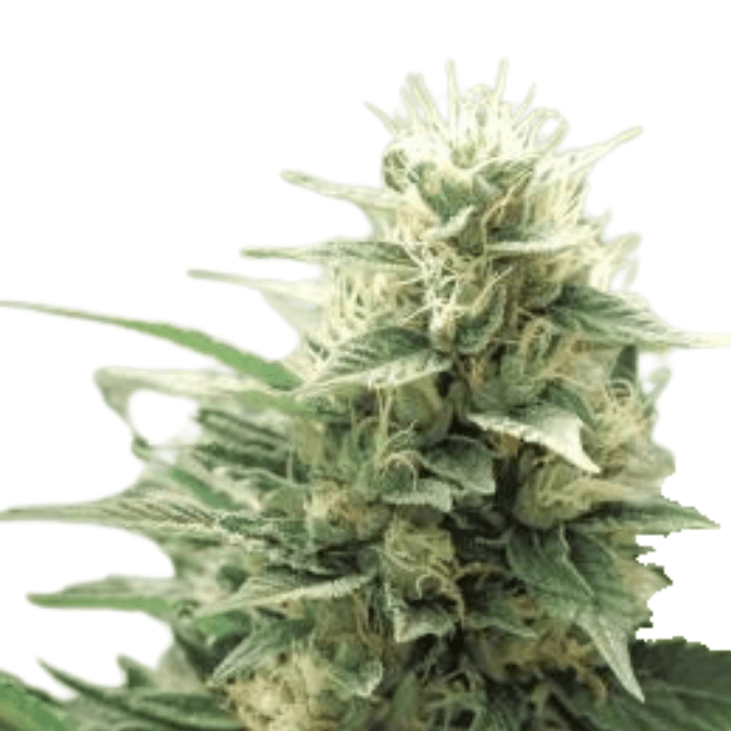 Cannabis der Sorte Agartha CBD