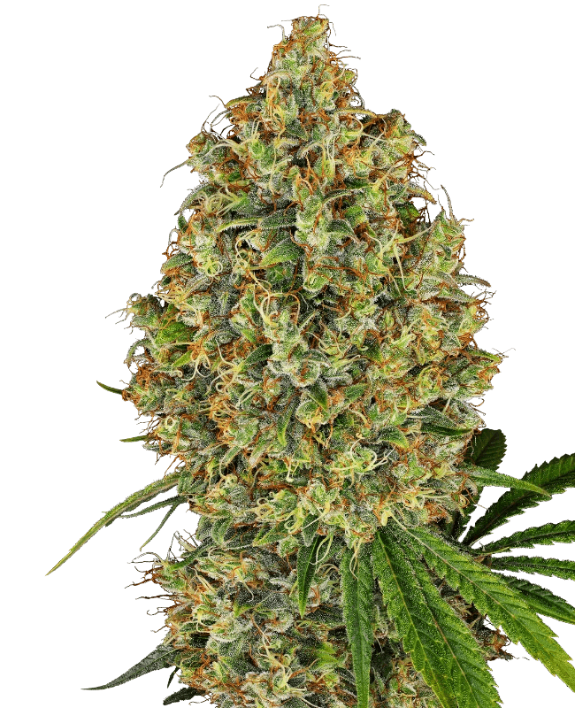 Cannabis der Sorte AK-420
