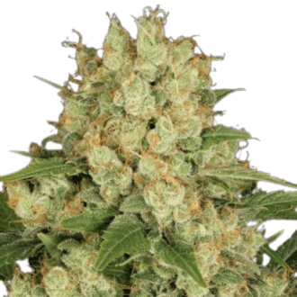 Cannabis der Sorte AK 47