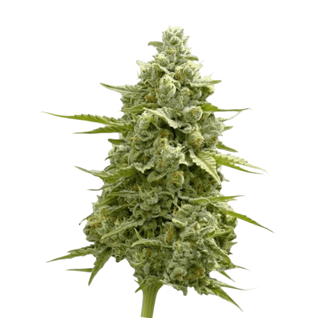 Cannabis der Sorte Alaska