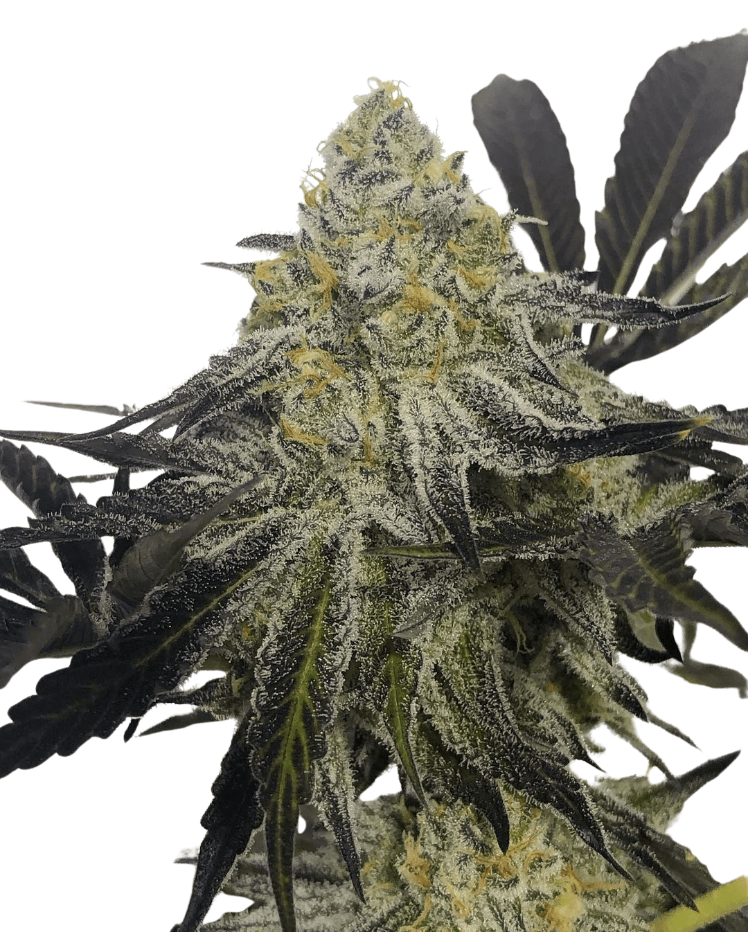 Cannabis der Sorte Alien Breath