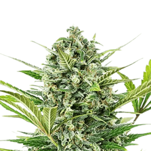 Cannabis der Sorte Alien Dawg