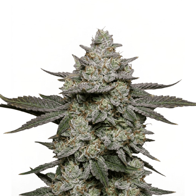 Cannabis der Sorte Alien Kush