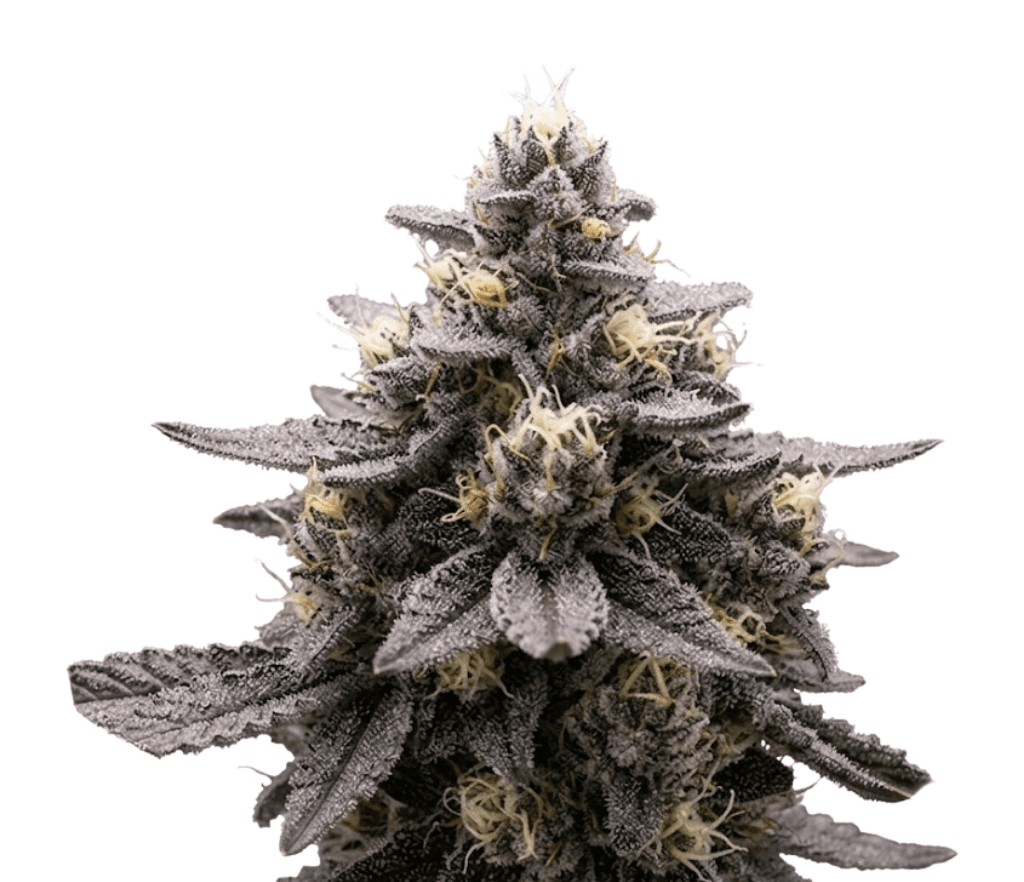 Cannabis der Sorte Alien Mints