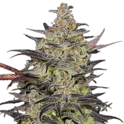 Cannabis der Sorte Alien OG