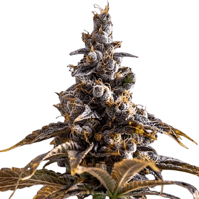 Cannabis der Sorte Alien Technology