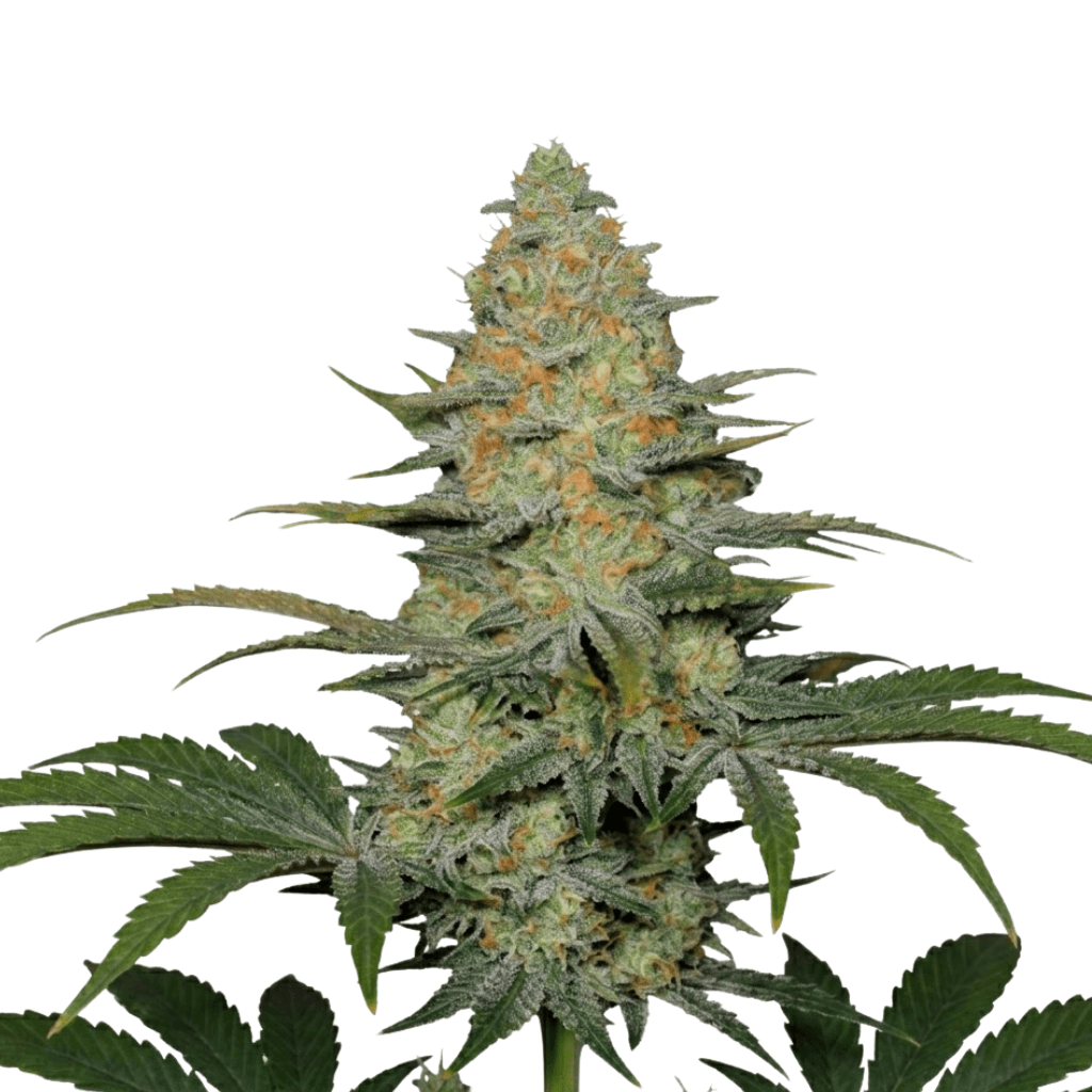 Cannabis der Sorte Amajikoym