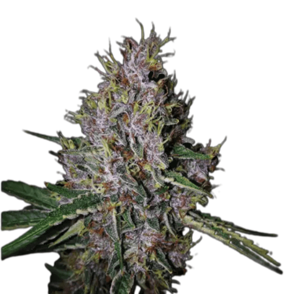 Cannabis der Sorte Auto Amaretto Tarmac