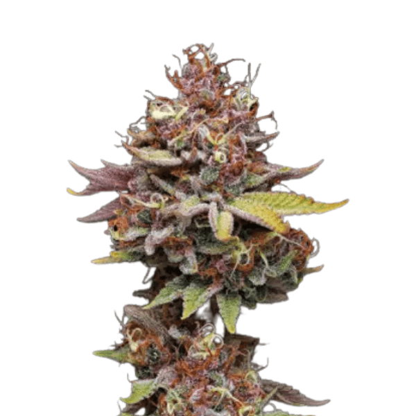 Cannabis der Sorte Amaretto Tarmac