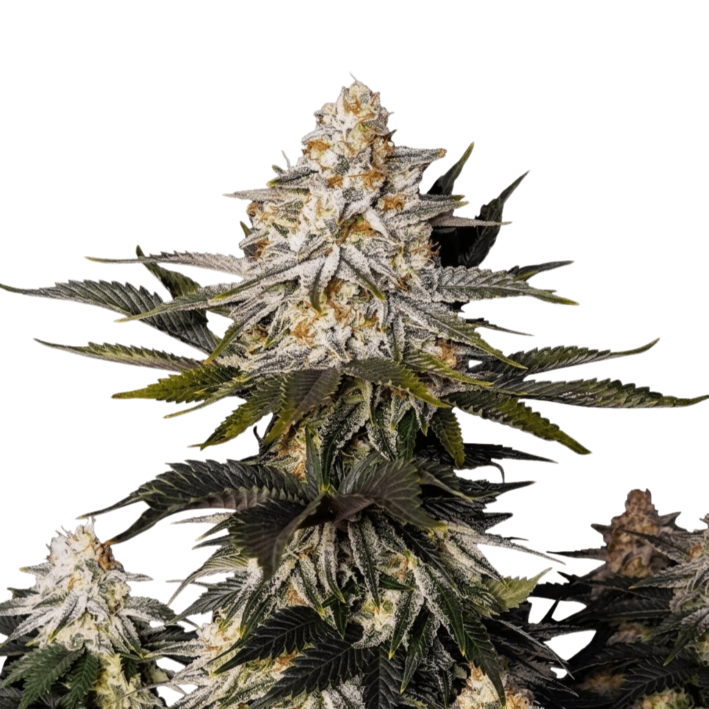 Cannabis der Sorte Amnesia